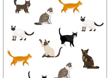 Dzień Kota karty pracy