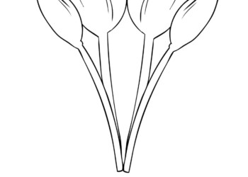Tulipan - kolorowanka do druku