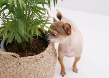 Rośliny trujące dla zwierząt